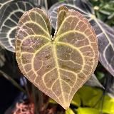 greenstory_ekb