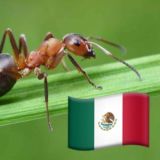 🐜 Ants Mexico 🇲🇽