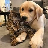 КотоПёс&Co 🐾