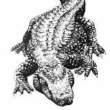 black crocodile