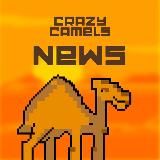 Crazy Camels News