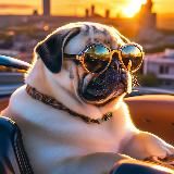 Mr. Pug