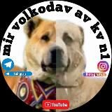 @Mir_volkodav_av_kv_n1