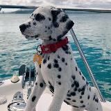 ЯЗЫЧКИ И ТЕМКИ | ОБОИ И КАРТИНКИ