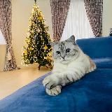 Кот Ириска