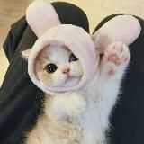 Котология 🐾😺