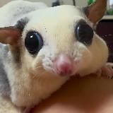 Славный Друже Oblomoff