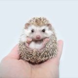 Колючки🦔