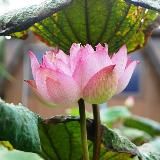 Аюрведа о жизни