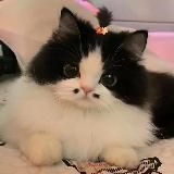 ЯЗЫКИ И ТЕМЫ | ОБОИ ТГ