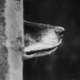 Богдан и его нос по ветру