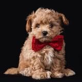 Maltipoo Moscow щенки Мальтипу в Москве
