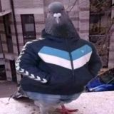 Чат общения | знакомства | друзья