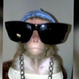 ЯША ЛАЗАРЕВСКИЙ - НИКОЛАИЧ 🐵🌴