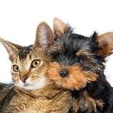 Домашние Кошки и Собаки