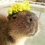 Утренняя капибара