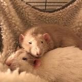 язычки и темки тг