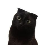 Движимая повестка