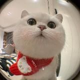 тг темы 🦋 android