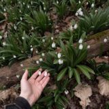 НЕжелезная леди