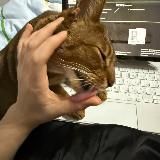 прости меня, моя любовь