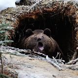 Берлога Бори | Скидки & Акции