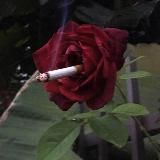 cursed images 🥀