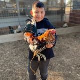 Game fowl