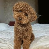 Пушистый бум! 💥