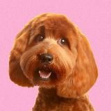 💝Labradudl.ru - Питомник Лабрадуделей