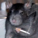 КРЫСОЛОВКА 🐀