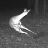 серебряное копытце