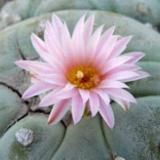 Кактус на Кокосе