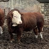 bull_gergebil
