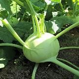 Капуста - Горячие Новости