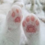 🪼 Celestiana News 🪼