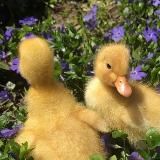 лунапик 🐣