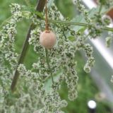 Corona 🦠💉 Gesundheit 🍎🥦🥑 Ernährung Orthomolekular Vitamin Media