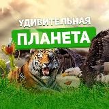УДИВИТЕЛЬНАЯ Планета