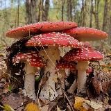 Совиный Дол