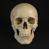 Анатомия в Кармане